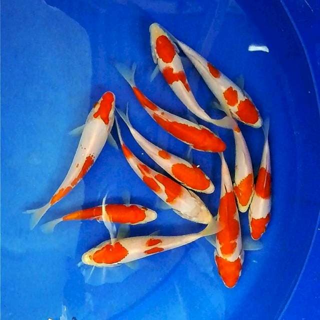 11 ekor Kohaku murni