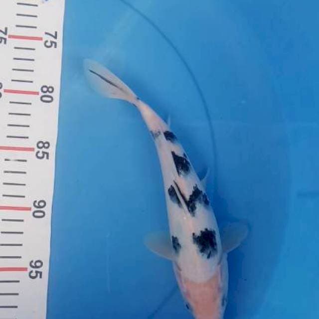 BEKKO 26CM