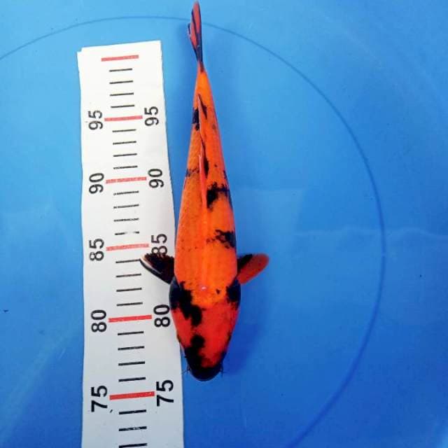 Utsuri 27cm