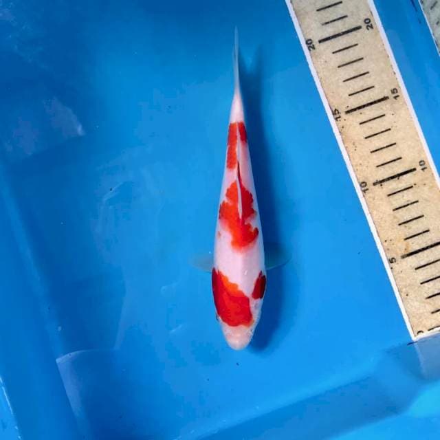 Kohaku, 20 cm