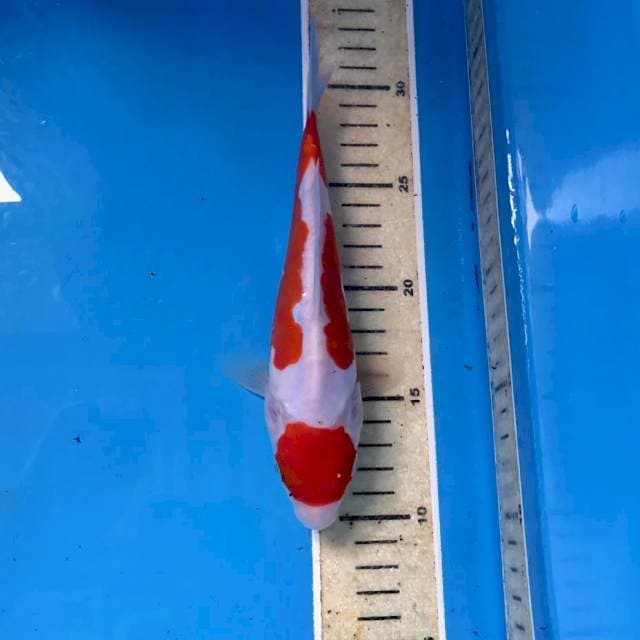 Kohaku Doitsu, 21 cm
