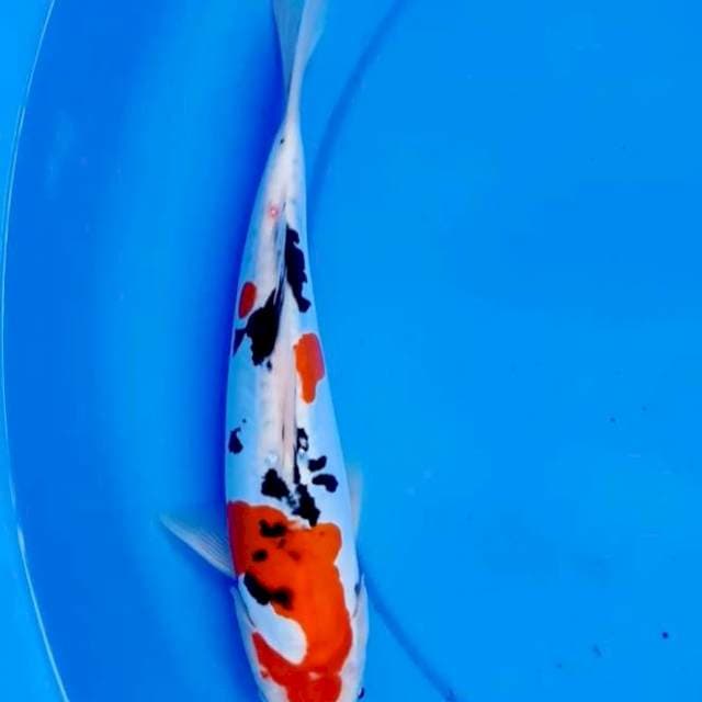 Doitsu sumi imbang