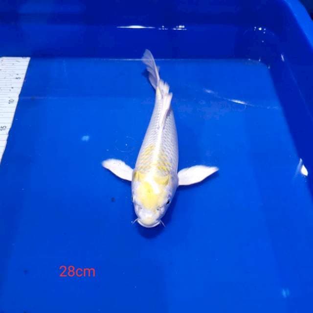 Kumpay hariwake 28cm