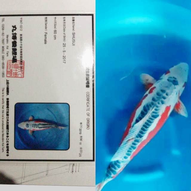 Shusui 75BU Import Maruhiro