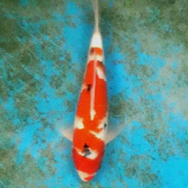 Sanke 31cm