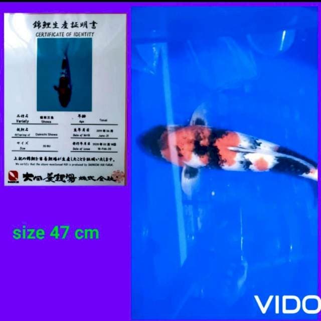 Showa 47 cm farm dainichi🔥🔥🔥