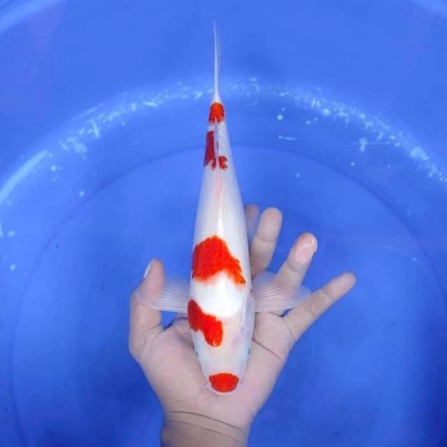 KUCIBENI KOHAKU # 30CM