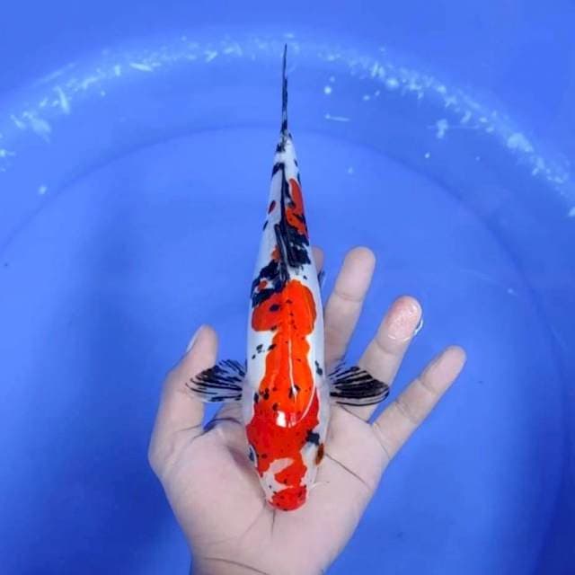 DOITSU SANKE # 25CM