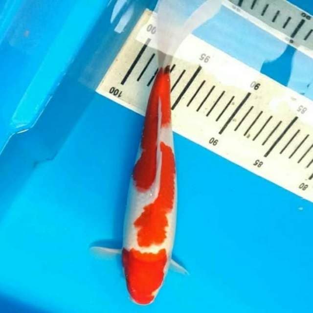 Inazuma 31cm