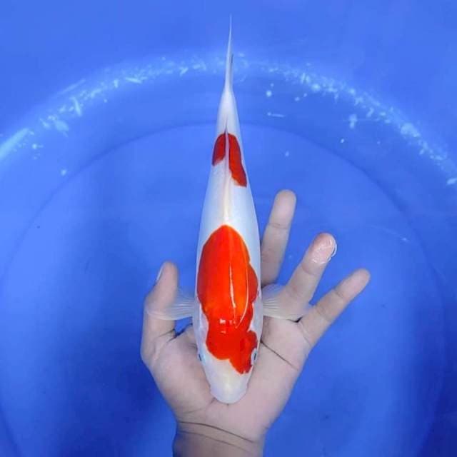 DOITSU MURNI # 29CM
