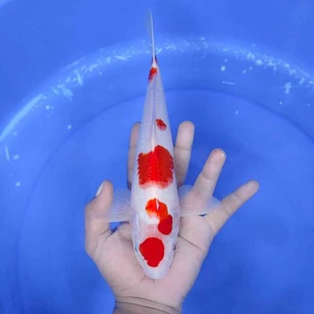 MARUTEN KOHAKU # 28CM