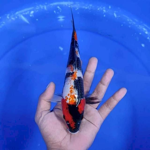 SHOWA KANOKO # 24CM