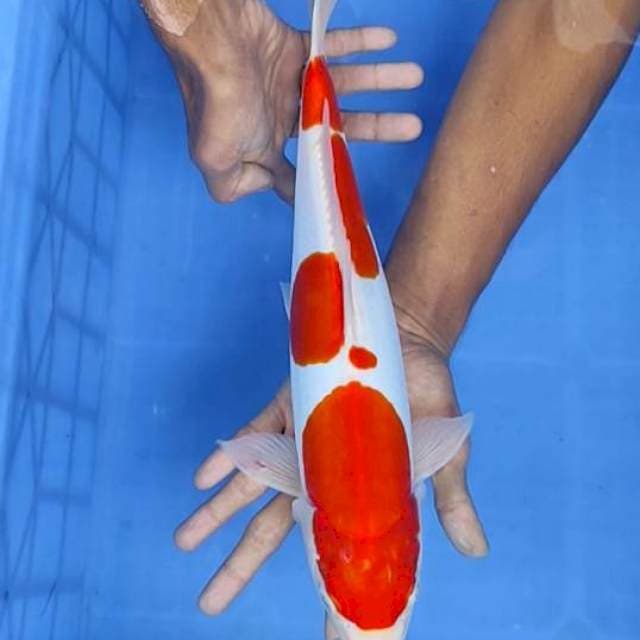 Kohaku doit 38cm