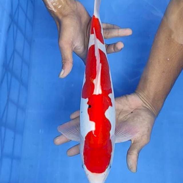 Sanke doit 37cm