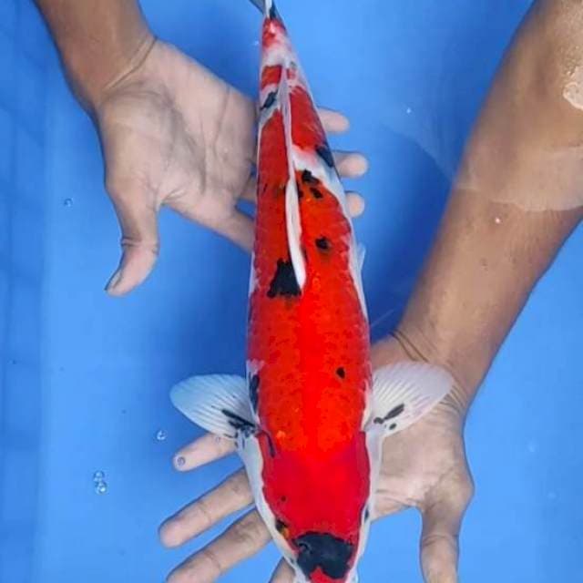 Showa 37cm