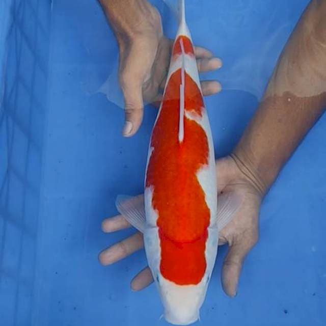 Kohaku 40cm