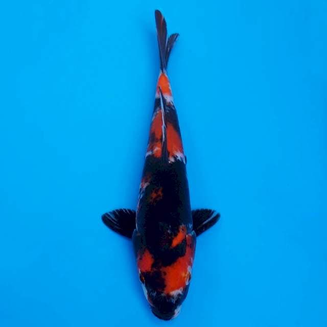 showa sanshoku 23cm