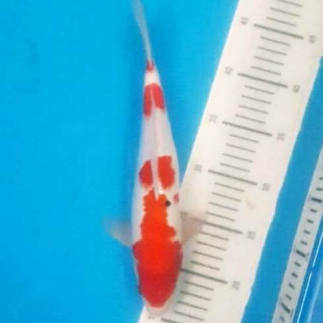 30cm