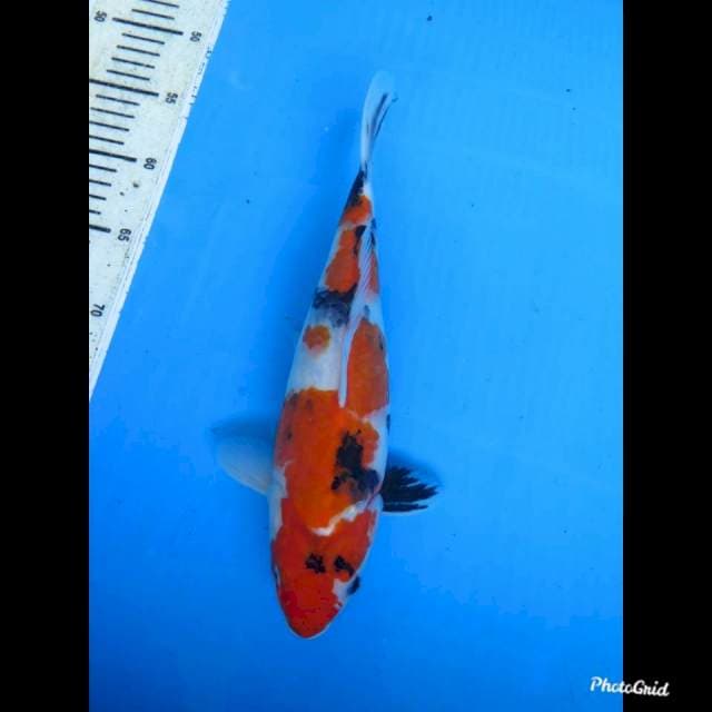 Showa Tategoi Tosai , 30cm