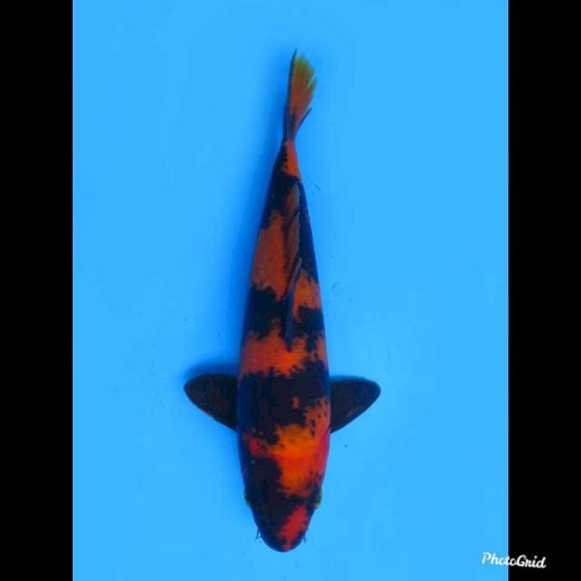 Hi Utsuri SQ , 25cm