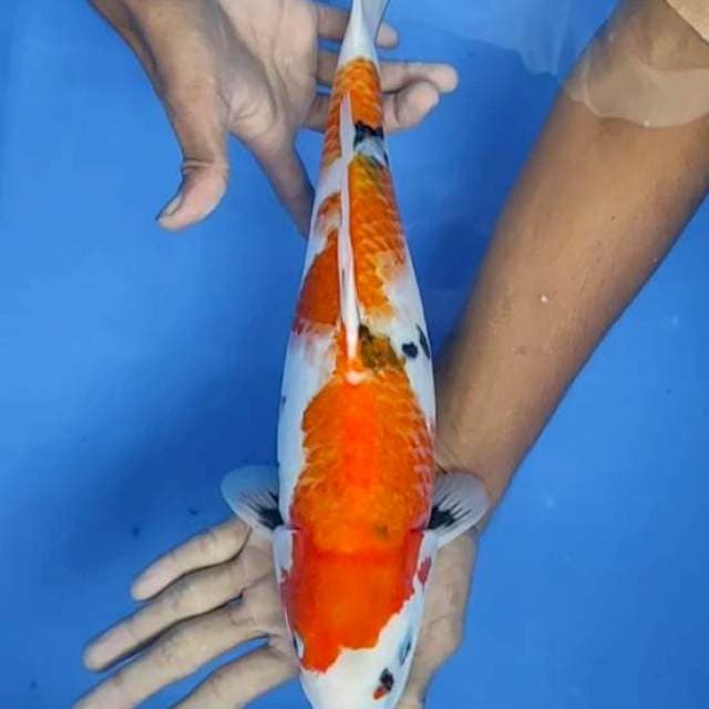 Showa tate 37cm