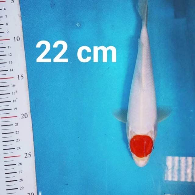 Tancho 22 cm