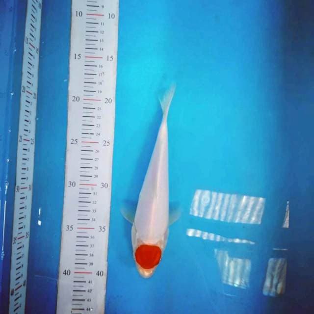 Tancho 22 cm