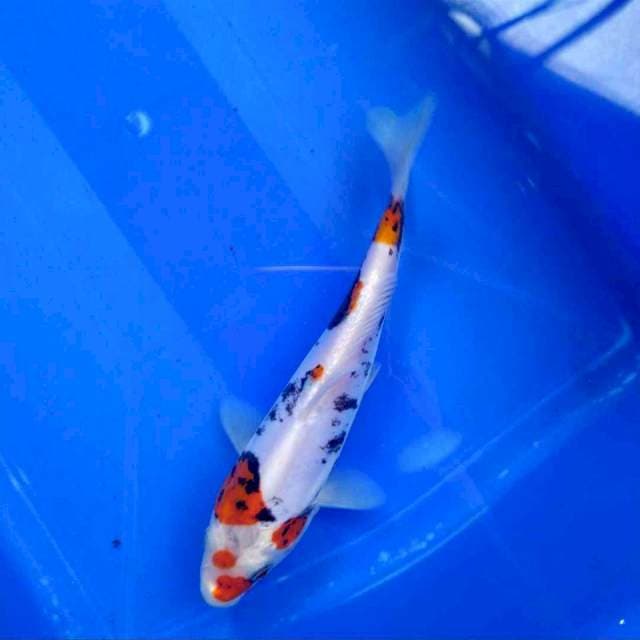 beny unique 15cm