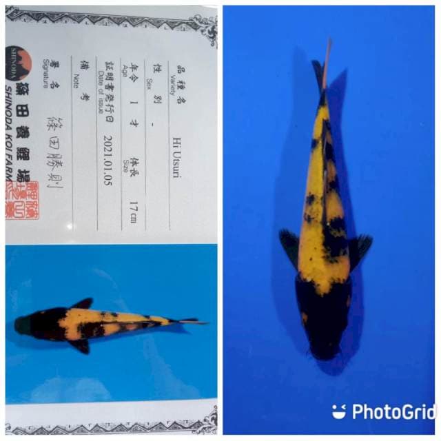 Hi utsuri shinoda tosai