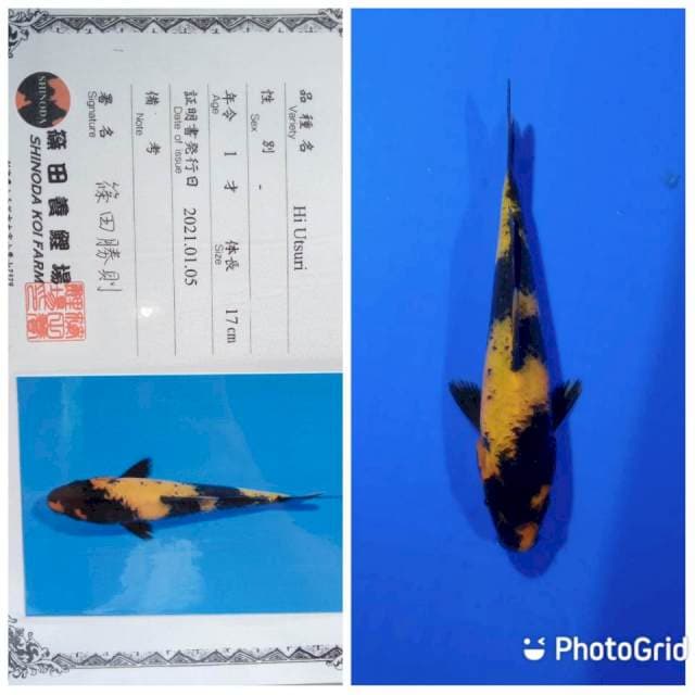 Hi utsuri shinoda tosai
