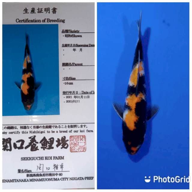 Showa sekiguchi tosai