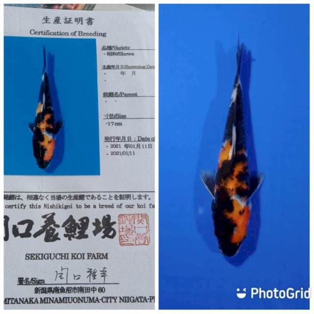 Showa sekiguchi tosai