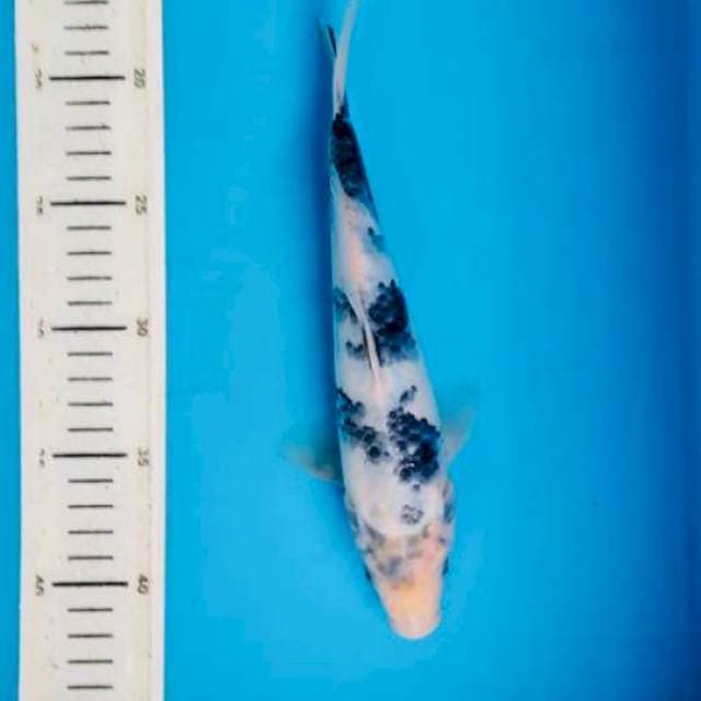 Shiro tategoi ,24cm