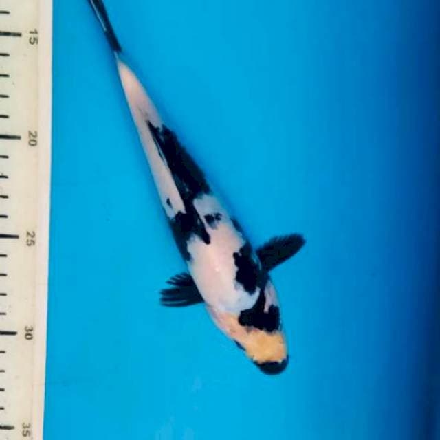 Shiro, 21cm