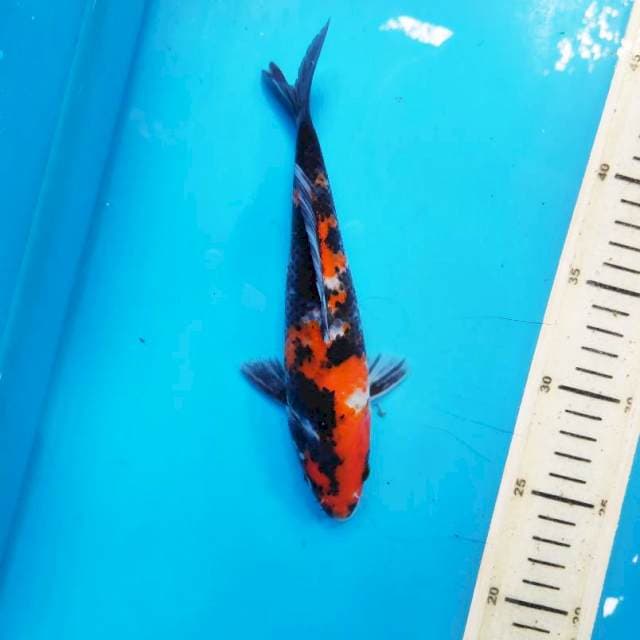 Showa sanshoku, 21cm