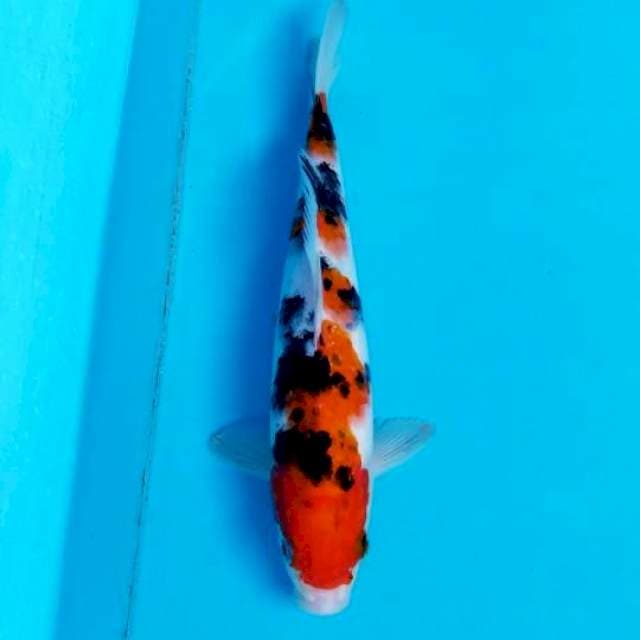 TAISHO SANKE 25 CM