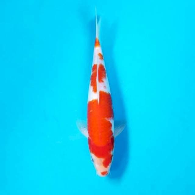 KOHAKU 25 CM