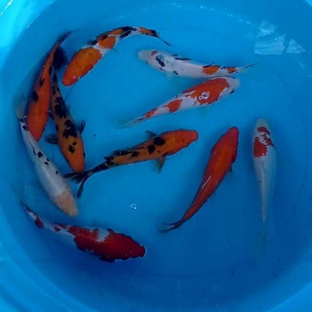 Mix 15-20 cm. 10 ekor