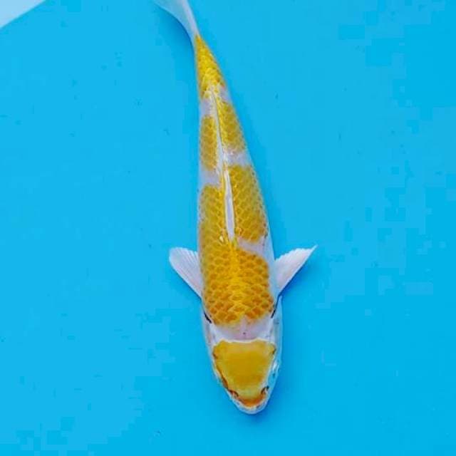 Hariwake 19cm
