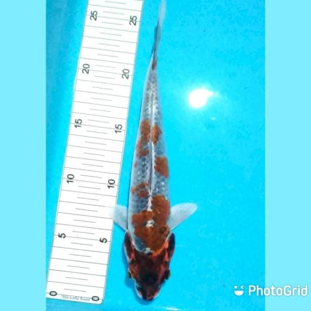 25cm