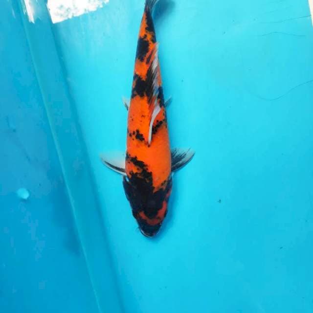 Showa, 21cm