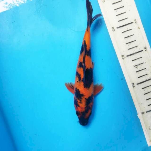 Hi utsuri, 20cm