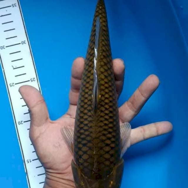 Cagoi Tembaga