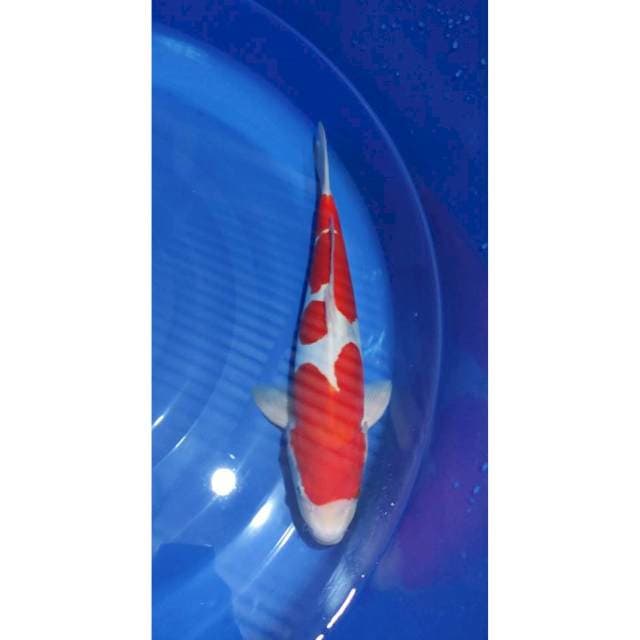 HQ Doitsu Kohaku 41cm Male