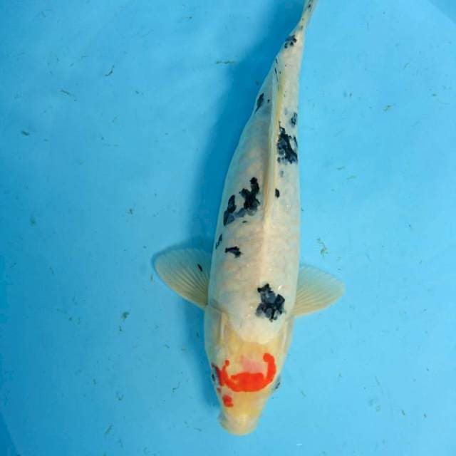 ORIGINAL DOITSU T.ncho SANKe 35 cm