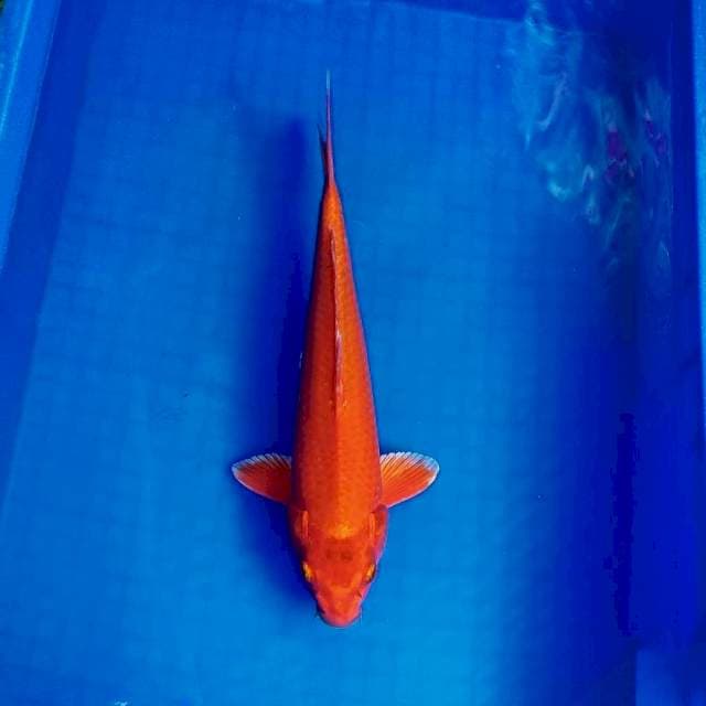 Orenji 30cm