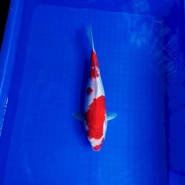 Kohaku 33cm