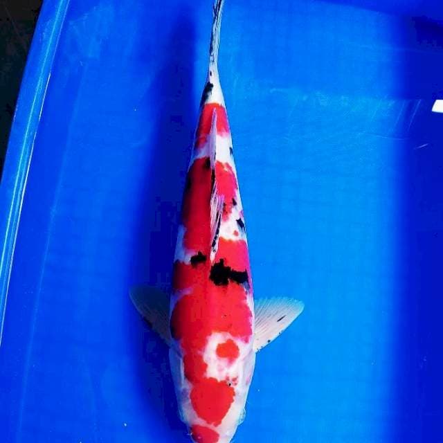 Sanke pejantan 41cm