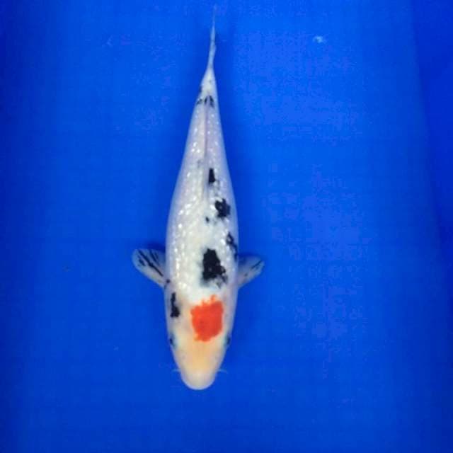 Tancho sanke ginrin 32cm