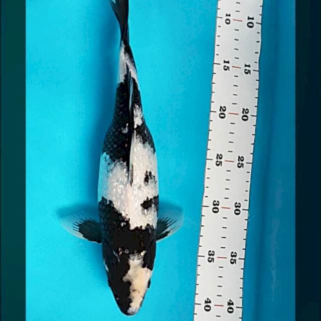 Shiro ginrin 32cm